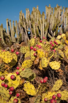 Detail of cactus with blue sky in Teneriffe island