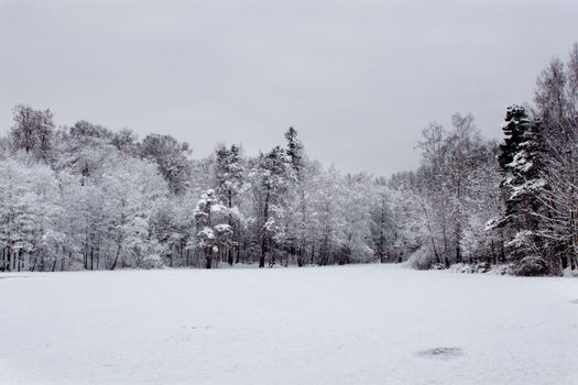 Horizontal view of winter time in forest lake
