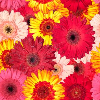 Seamless Pattern from Vibrant Gerbera Flowers, Wallpaper