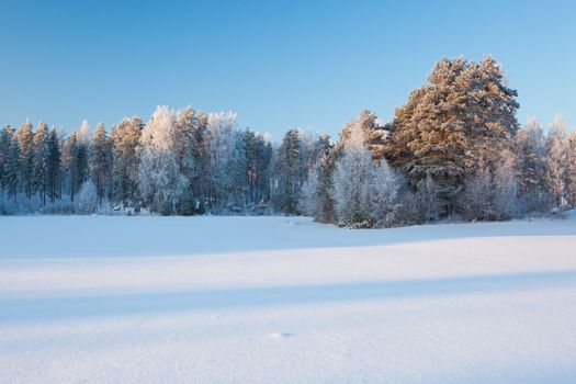 Snow winter landscape of field and forest