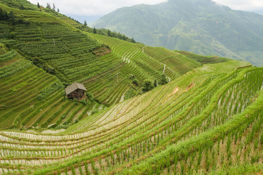 Idyllic view over rice fields in longshen china