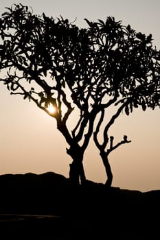 Sun shining through small tree silhouette