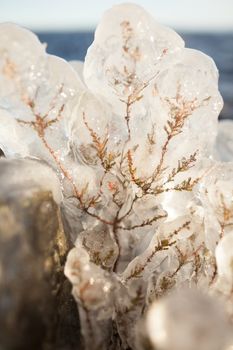 Small plant covered in ice