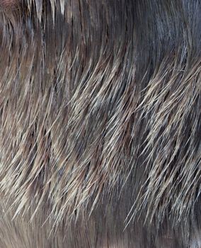 Elk fur close-up. brown, yellow, gray, silver color. 