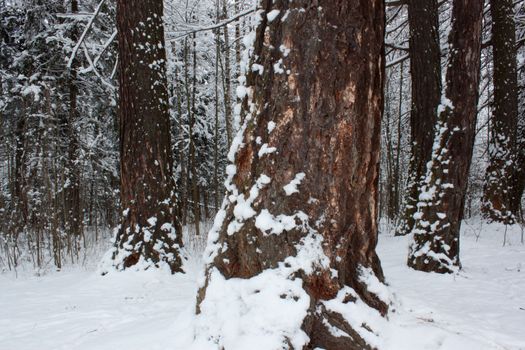 Horizontal landscape of forest on a cold winter day