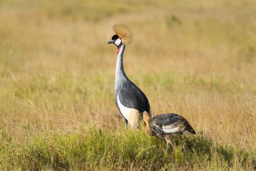 Grey Crowned Crane (Balearica regulorum regulorum) with chick wading through the grasses, Amboseli National reserve, Kenya