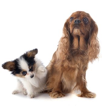 papillon puppy and cavalier king charles in front of white background