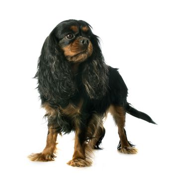 cavalier king charles in front of white background