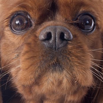 cavalier king charles in front of white background