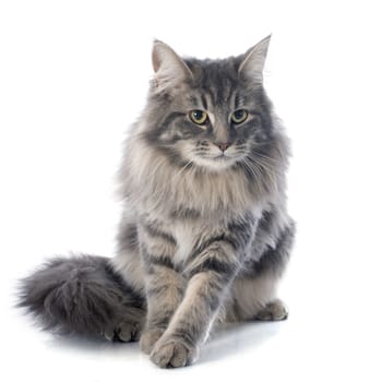 portrait of a purebred  maine coon cat on a white background