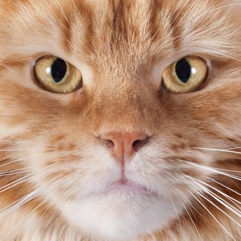 portrait of a purebred  maine coon cat on a white background