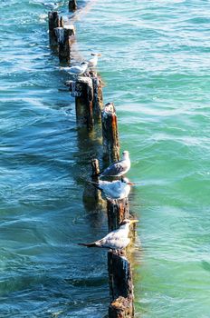 seagulls on their promontories in the middle of the sea