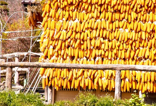 Many corn had been hung on the wood