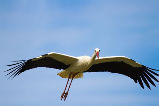 Stork Flying in the Sky with Wings Spread
