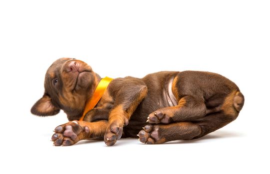 Funny puppy sleeping upside down isolated on white background