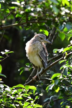 Black - crowned night heron