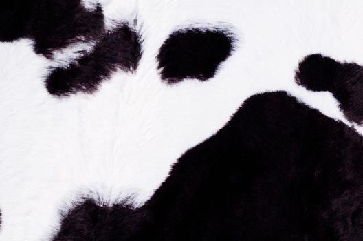 Black and white cow skin in the shape of a rug