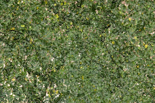 leaves on the wall background with green leaves