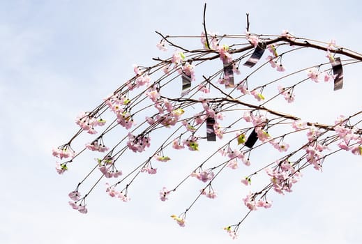 Sakura branch and flowers blooming blossom on sky background