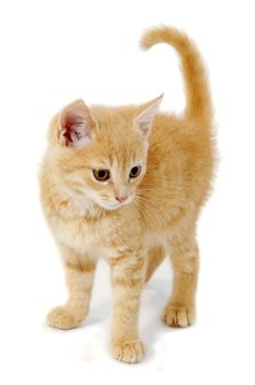 Sweet kitten is standing on a white background