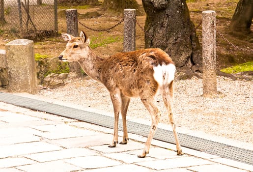 Deer staring ahead with apparent interest.