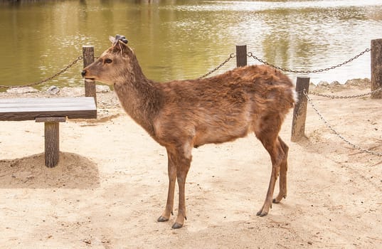 Deer staring ahead with apparent interest.