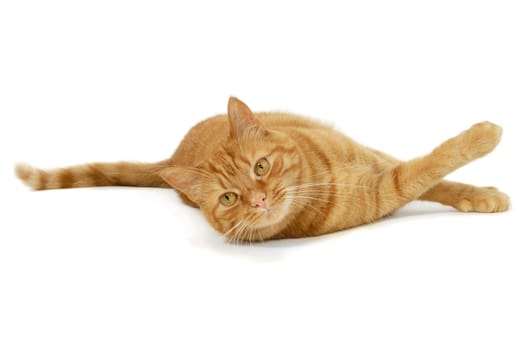 Red cat is resting on a white background looking into the camera