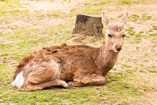 Deer staring ahead with apparent interest.