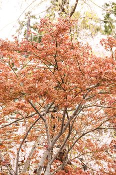 Sakura branch and flowers blooming blossom on sky background