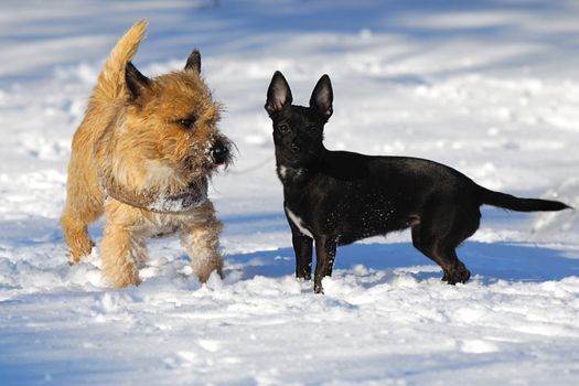 Dogs in the the snow. The breed of the dogs are a Cairn Terrier and the small dog is a mix of a Chihuahua and a Miniature Pinscher. 