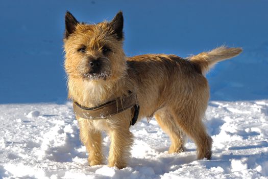 A dog is standing in the snow looking. The breed of the dog is a Cairn Terrier.