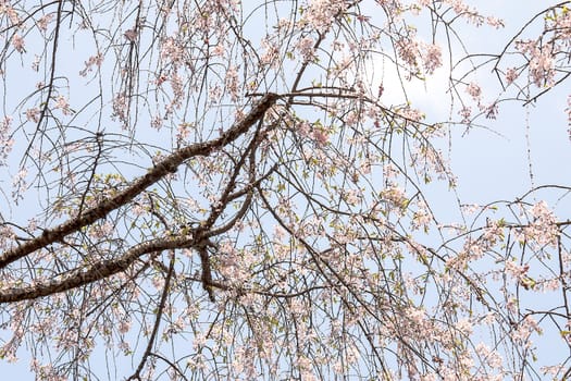 Sakura branch and flowers blooming blossom on sky background