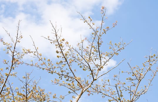 Sakura branch and flowers blooming blossom on sky background