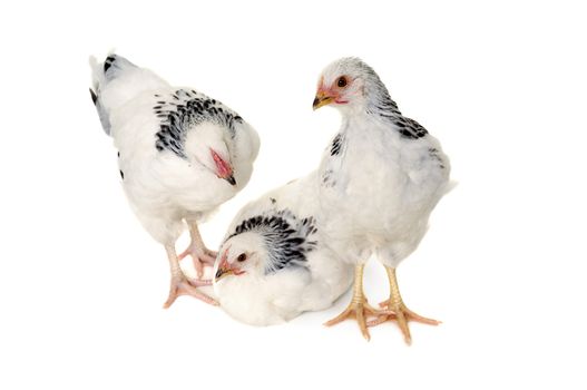 Chickens is standing and looking. Isolated on a white background.