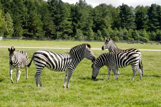 A group of zebras are standing on green grass.
