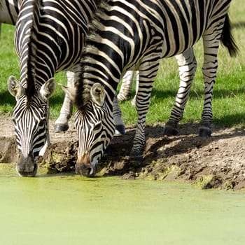 Two zebras are dinkning water from lake.
