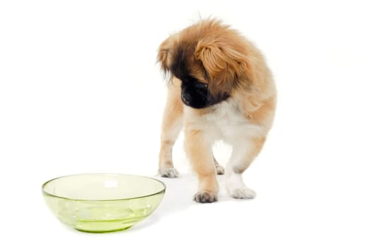 A puppy dog is looking at a bowl of water. 