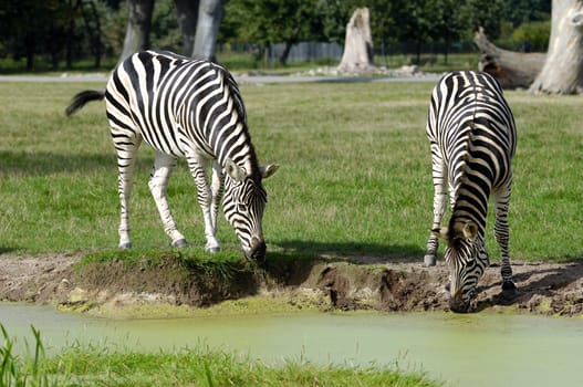 Two zebras are dinkning water from lake.