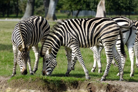 A group of zebras are standing on green grass.