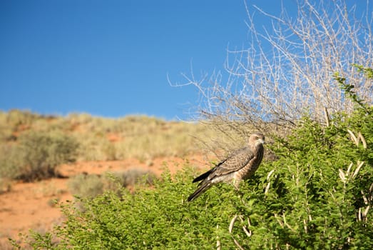 Martial Eagle seen in the Kalahari desert