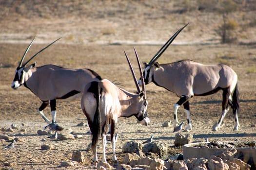 Gemsboks fighting in the Kalahari desert in Namibia