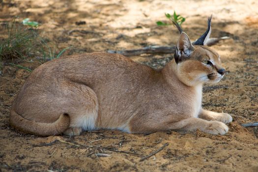 Caracal