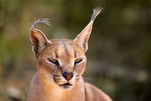 Caracal