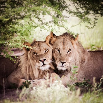 Loving pair of lion and lioness in Botswana with illustration treatment