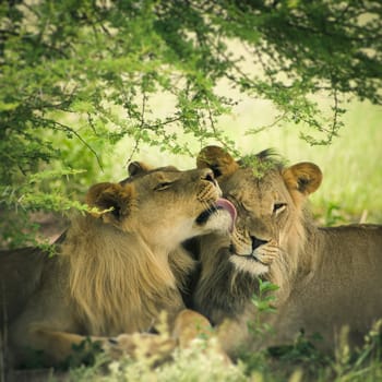 Loving pair of lion and lioness in Botswana with illustration treatment