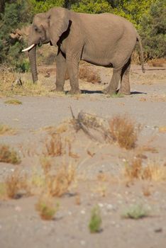 Elephant eating in a river bed in the Skeleton Coast Desert, Namibia