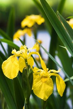 Yellow Iris, Yellow Flag or Iris pseudacorus at the waterside in summer