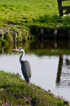 Grey heron in country landscape fishing at the waterside