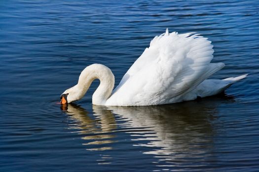 White swan or Cygnus olor searching for food
