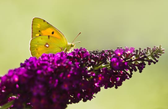 Dark Clouded Yellow Butterfly or Colias crocea on purple Butterflybush in summer garden